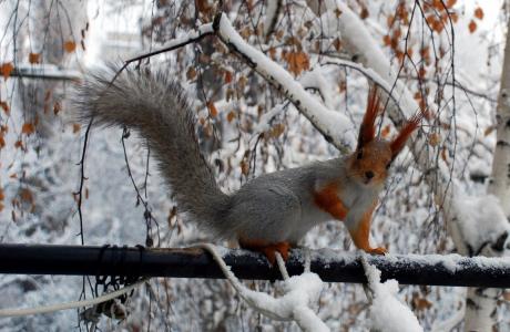 松鼠，冬天，雪