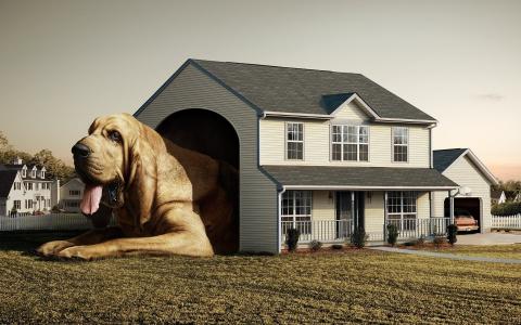 房子，狗，展位，大尺寸