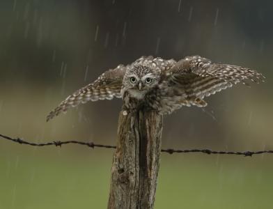 篱笆，猫头鹰，雨，滴，鸟