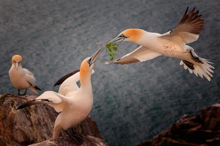 彼得Krocka，鸟，夫妇，海，岩石，草地