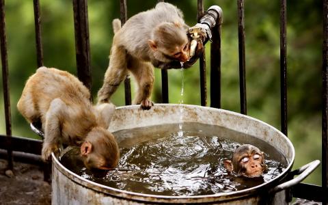 水，猴子，性质