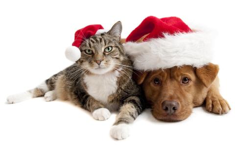 新年的帽子，猫和狗
