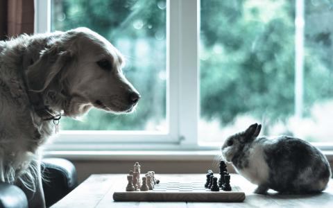 狗，兔子，象棋，游戏
