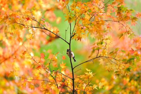 壁纸，秋天，树，枫树，麻雀