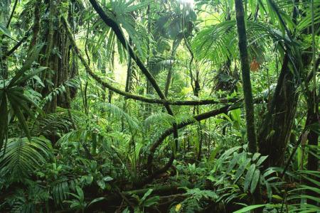 藤本植物，丛林，热带雨林，树木