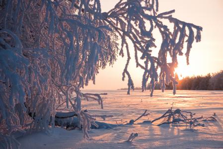 冬天，树木，阳光，白霜，雪