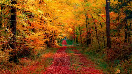 秋天的胡同，在路上一堆树叶，美丽，秋天的壁纸