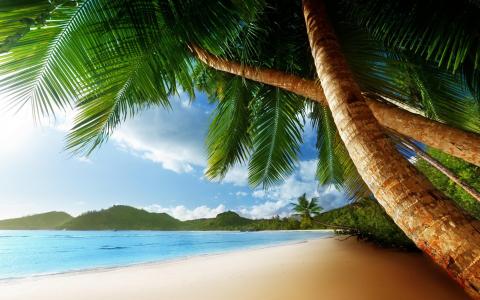 棕榈树，海岸，沙滩