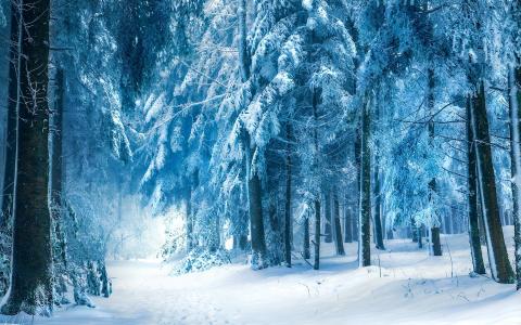 冬天，大自然，森林