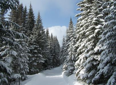 森林，冬季，性质，树木，雪，美丽