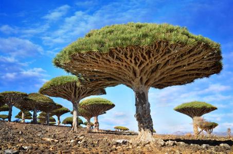 龙血树属植物chenabari，龙血树属植物，索科特拉岛，阿拉伯海，天空，云彩，树，石头，伞