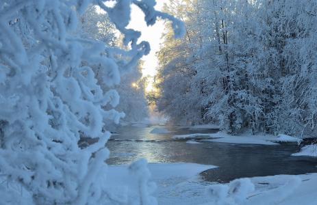 Hannu Koskela，自然，冬天，河，雪，树，白霜，早晨