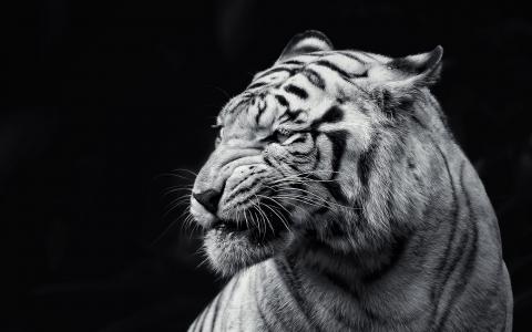 背景，老虎，野兽