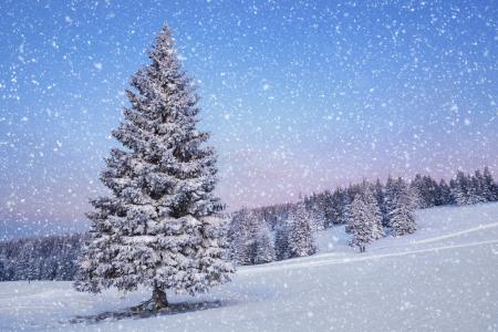 自然，景观，树，雪，冬天，季节