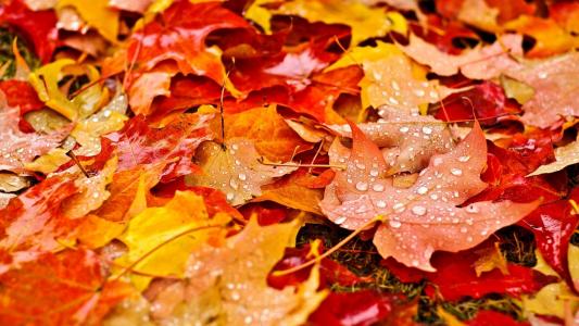 秋天，叶子，雨后