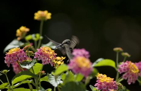 蜂鸟，鸟，鲜花，花蜜