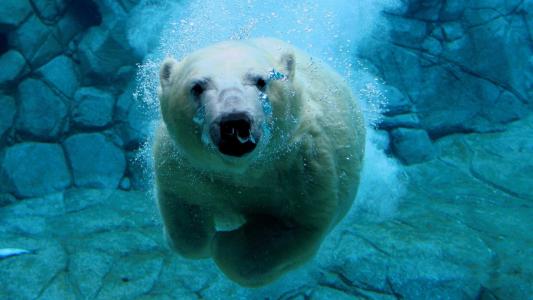 白熊，在水下，水