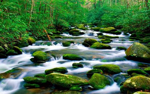 山河，河床岩，青苔，森林，茂密的植被，高清