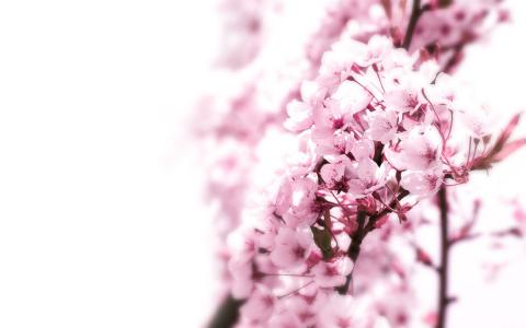 樱花，树，日本，宏，背景，粉红色