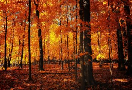 性质，秋季，森林，黄色背景，美丽，树木