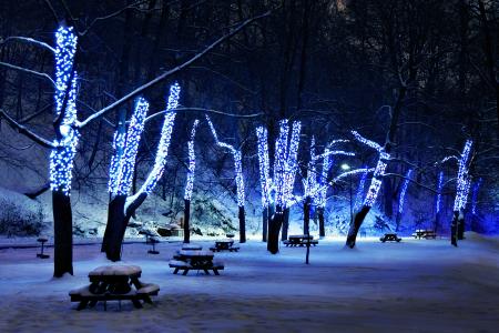 照明，树木，雪