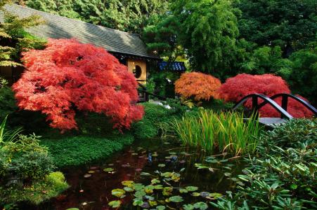 房子，植物，日本庭园，池塘