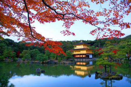 日本，绿化，石头，树木，灌木丛，池塘