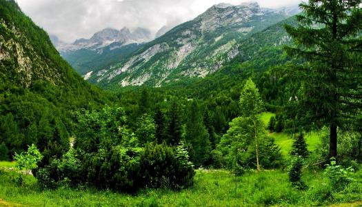 瑞士，性质，山，阿尔卑斯山，森林，夏天