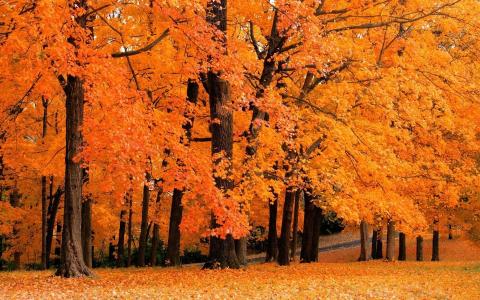 秋天，公园，叶秋，树木，黄叶，森林