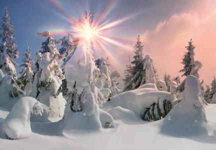 冬天，雪，snowdrifts，冷杉，太阳，光线