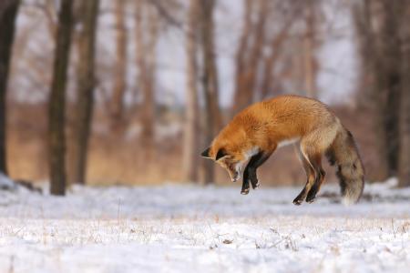 狐狸，狩猎，森林，冬天，雪，美丽，跳，英俊，宏，照片，主题