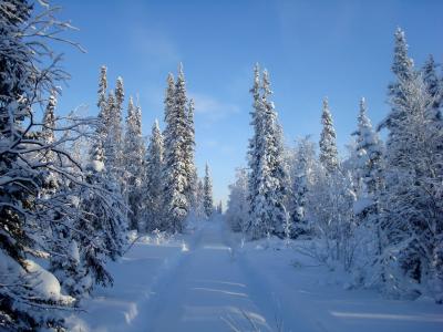 森林，树木，snowdrifts，雪，冬天