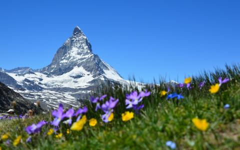 瑞士，cermat，materhorn，阿尔卑斯山，山，雪，鲜花，天空，草