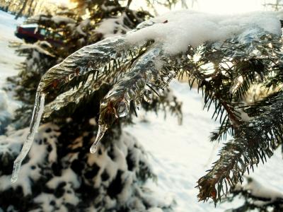 冰，圣诞树，冬天