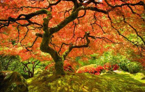 图片编号2，日本枫树，秋季后