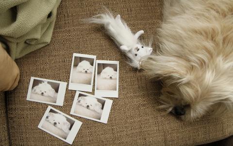 狗，说谎，沙发，照片，顶视图，白色