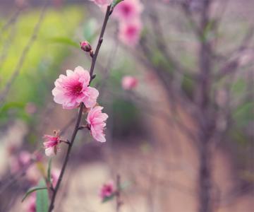 樱花，日本，树枝，树，花，粉红色，春天