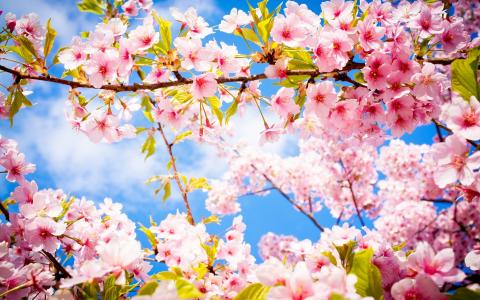 春天，天空，开花，分支，粉红色，樱花