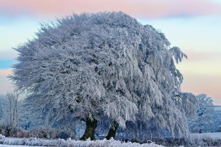 性质，冬天，白霜，树