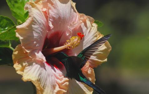 花，鸟，蜂鸟，性质，丛林，宏观照片，主题