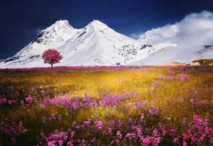 阿尔卑斯山，树，雪，花，草，草地，植物，云，景观，天空