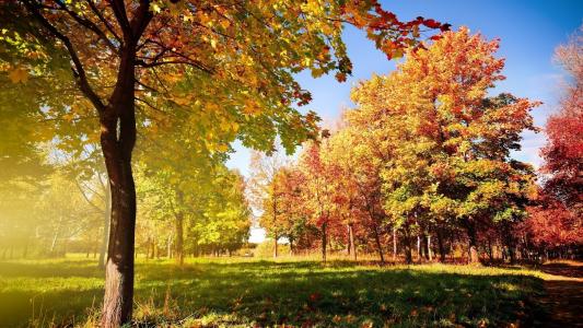 树木，秋天的主题，太阳在树叶上玩，树上五颜六色的冠，初秋