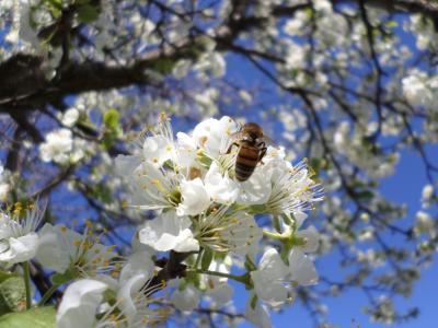 春天，四月，梅花，开花，蜜蜂