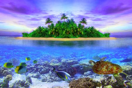 马尔代夫热带小岛，海，岛，鱼，景观