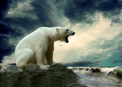 波浪，石头，北极熊，海