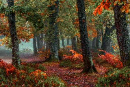 秋天，森林，树木，叶子，秋天的颜色，雾