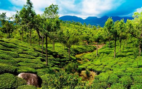 印度，领域，茶，路径，绿色，树，岩石，山