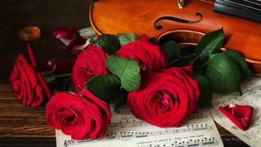 小提琴，鲜花，玫瑰，床单，笔记