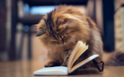 有一个猫科学家，一本书，壁纸