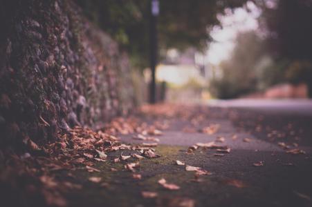 宏，眩光，道路，城市，秋天，叶子，篱笆